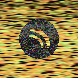 waveform preloader image