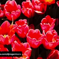 Tek Radio by DJ Roger More