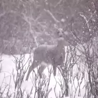 Live On Air by 92.9 : The Torch